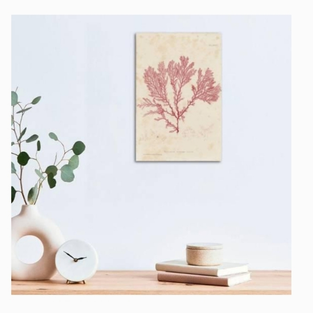 Henry Bradbury Nature Print Procamium Coccineum 11x14 Framed